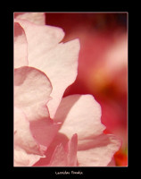 /album/fotogalerie/ruzovasymfonie-jpg/