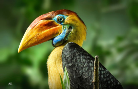 První odchov zoborožce přilbového v českých zoo